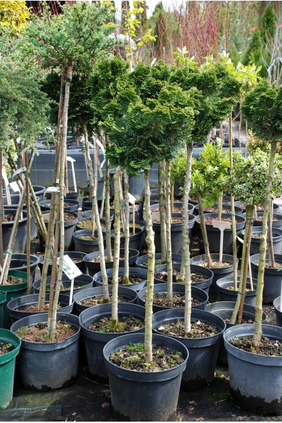 Кипарисовик Нана Грацилис на штамбе саженцы в садовом центре.